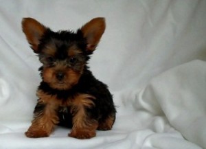 4-Yorkshire Terrier Puppies For Loving Homes.