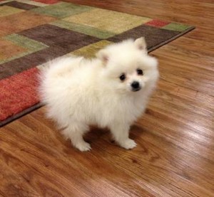 Playful Teacup Pomeranian Puppies For Adoption.