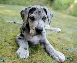 Charming Great Dane puppies available