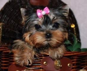 GREATFUL YORKIE PUPPIES