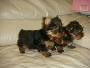 Precious Micro Teacup Yorkie Puppies~ SUPER CuTe Available!