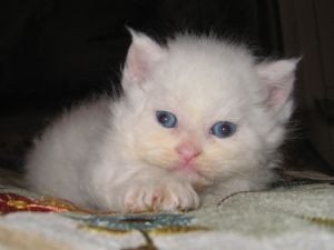 Sweetest ever Persian kittens for adoption