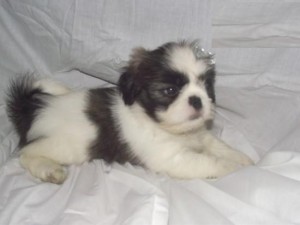 INCREDIBLE SHIH TZU PUPPIES FOR SALE.