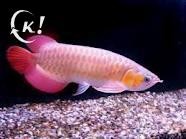 Top quality arowana fishes for sale