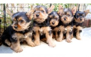Gorgeous AKC Registered Yorkie Puppy. they are 12 weeks old -