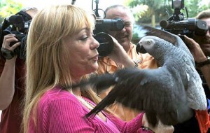 Adorable african gray parrots coming for you......