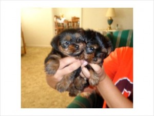 *****Lovely, playful Teacup Yorkie both female Yorkie (A K C Registered)***