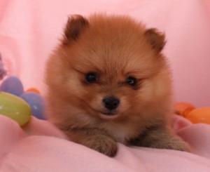 Adorable lovely pomeranian puppies for lovely and caring home