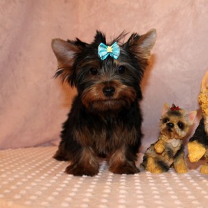 adorable yorkie puppies for sale