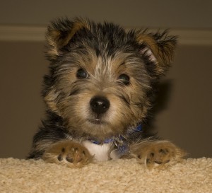 adorable yorkie puppies male and female.