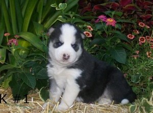 Nice looking male and female Siberian husky puppies for Adoption