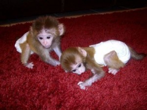 lovely and healthy capuchin monkey male and female