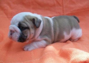 MALE AND FEMALE BULLDOG PUPPIES FOR FREE ADOPTION