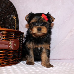adorable yorkie puppies  for rehoming