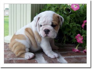 Akc English Bulldog puppies Need Home