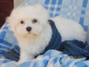 Kyle AKC Maltese