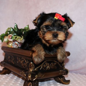 adorable yorkie puppies for sale
