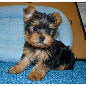 Affectionate Teacup Yorkie Puppy for free adoption