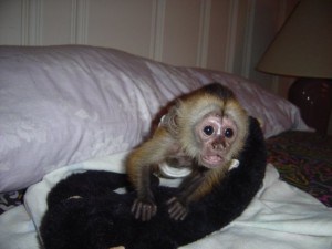adorable baby monkeys for adoption