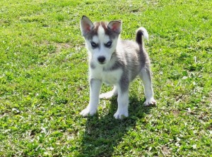 Siberian Husky puppies Available for any lovely home