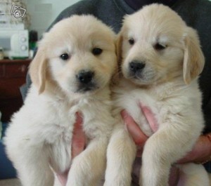 ************Sweet and Lovely Male and Female Golden Retriever puppies for adoption*************