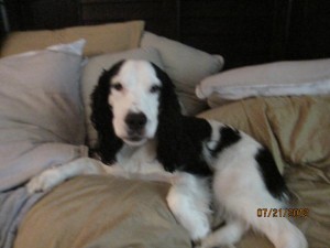 3 yr old English Springer Spaniel Female