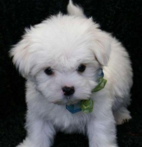 Extra Charming Top Quality Male and Female Tea-cup Maltese Puppies For Adoption in a Good Home Now .