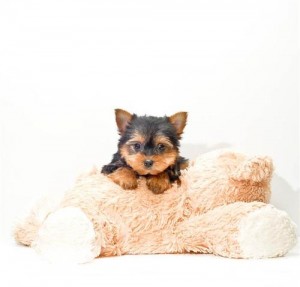 loving male and female teacup yorkies puppies for adoption