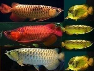 Red Arrowana Fish For Sale