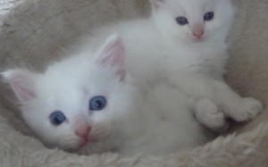 Pure Bred Cream Ragdoll Kittens