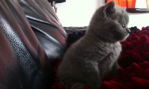 Chunky British Shorthair Kittens