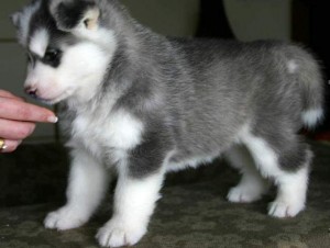 Cute and Lovely siberian husky Puppies Ready For Adoption