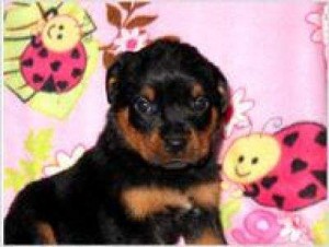 Charming Rottweiler Puppies for adoption