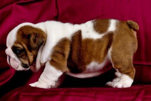 Quality English Bulldog Puppies For Adoption