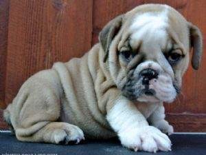 Adorable English Bulldog Puppies For Adoption