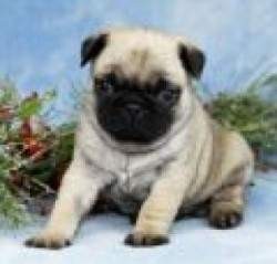 Good Looking pug puppies available