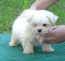 Maltese puppy for a good home