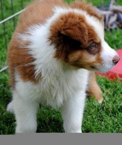 Male and Female Australian Shepherd