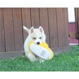 Lovely and Well Trained Siberian Huskies For Adoption