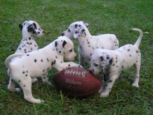 home raised dalmatian puppies now ready for a new home