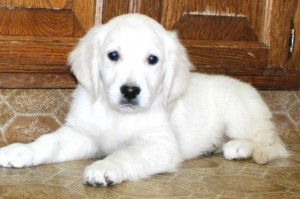 100% white Golden Retriever puppies for adoption