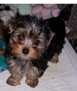 Cute and lovely  Yorkie Puppies ready For adoption