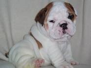 gorgeous english bulldog puppies for rehoming