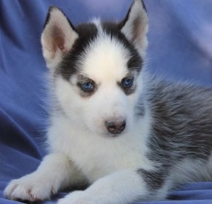 Amazing and loving husky puppies for free adoptio