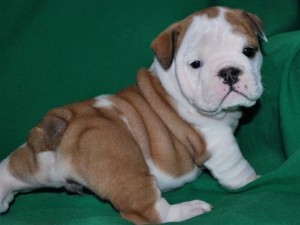 Charming English bulldog puppies for free adoption