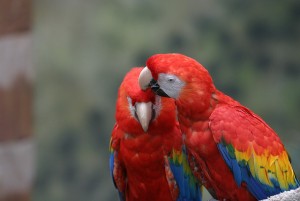 Macaw speaking parrots and fertile eggs available for adoption