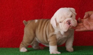 Cute AKC English Bulldog puppies for sale.