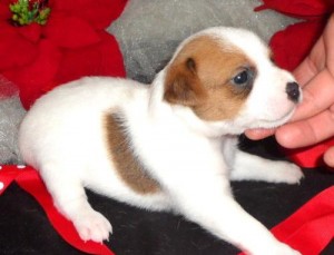 Quality jack Russell terrier puppies for adoption