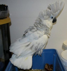 I have a well tamed beautiful goffin cockatoo for sale.