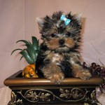 Adorable Yorkshire Terrier puppies for free adoption